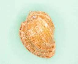 28圈